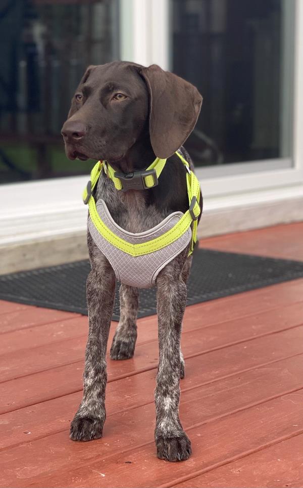 /images/uploads/southeast german shorthaired pointer rescue/segspcalendarcontest2021/entries/21937thumb.jpg